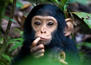 Chimpanzees-baby